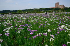 小岩菖蒲園　満開