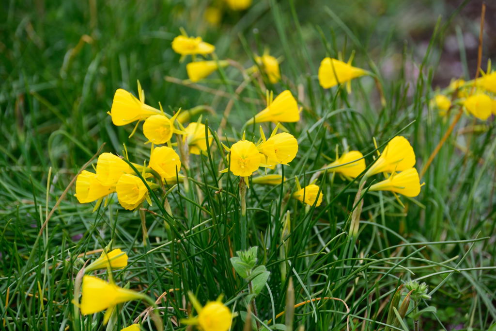 水仙　バルボコジウム