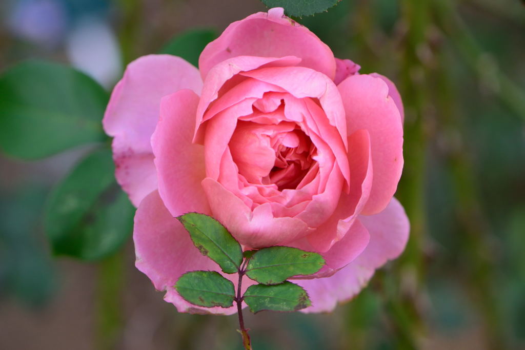 薔薇　ダム・ドゥ・シュノンソー