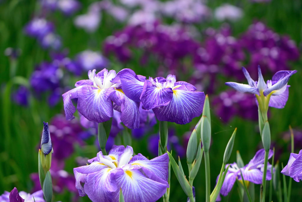 花菖蒲