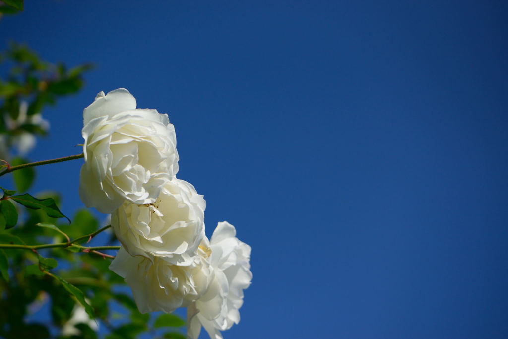 薔薇　ツル　フラウ・カール・ドルシュキ