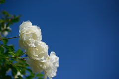 薔薇　ツル　フラウ・カール・ドルシュキ