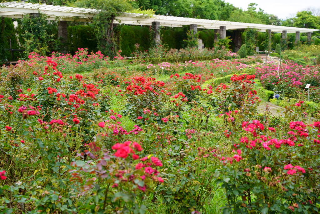 夏の谷津バラ園