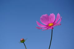 コスモス 1 コスモス 1