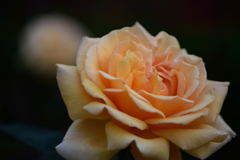 薔薇　バレンシア