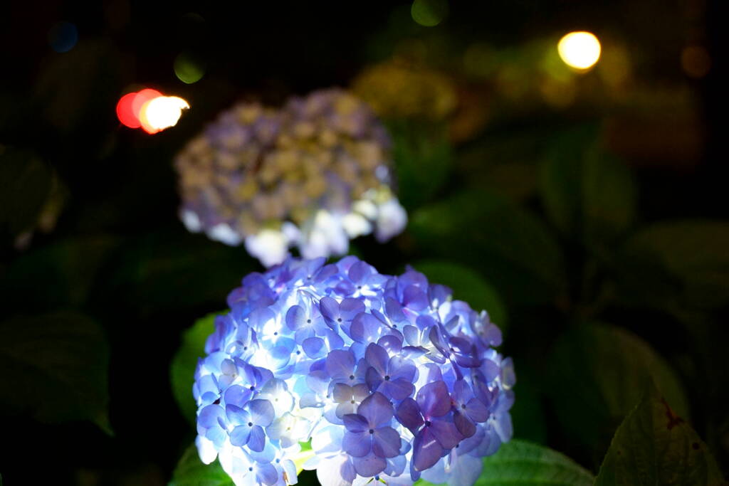 ハイドランジアランプ　４