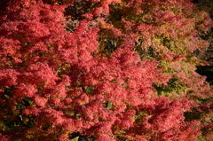 椿山荘の紅葉　２