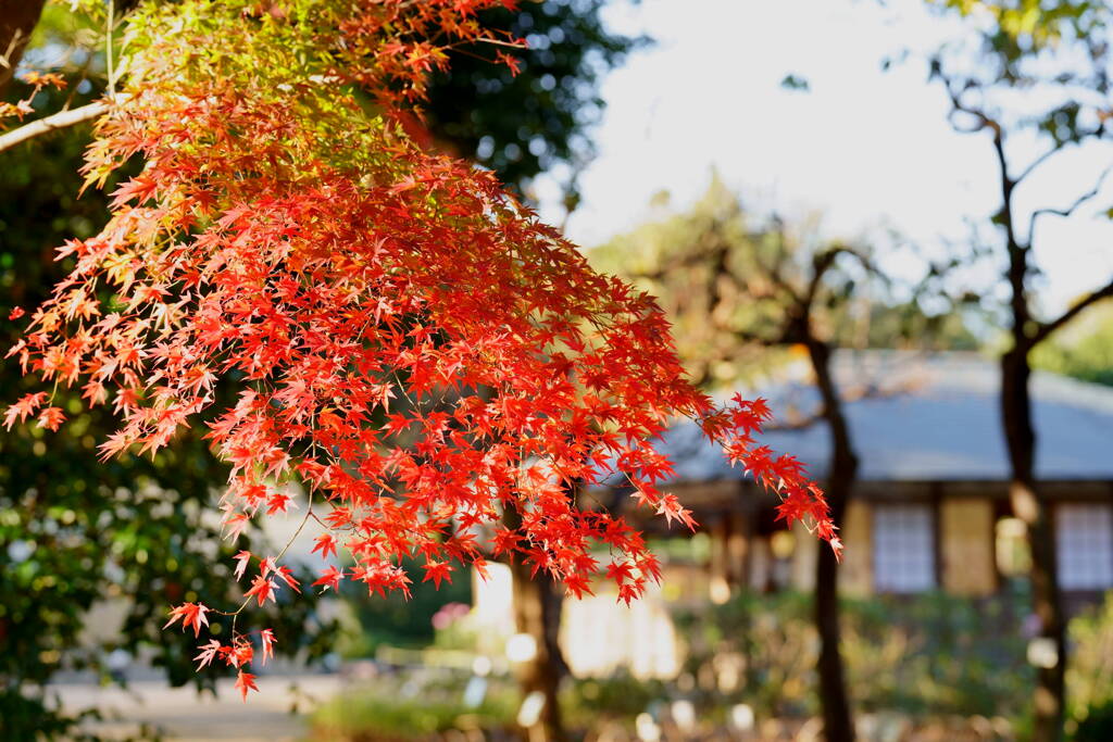 紅葉　くらしの植物苑