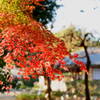 紅葉　くらしの植物苑