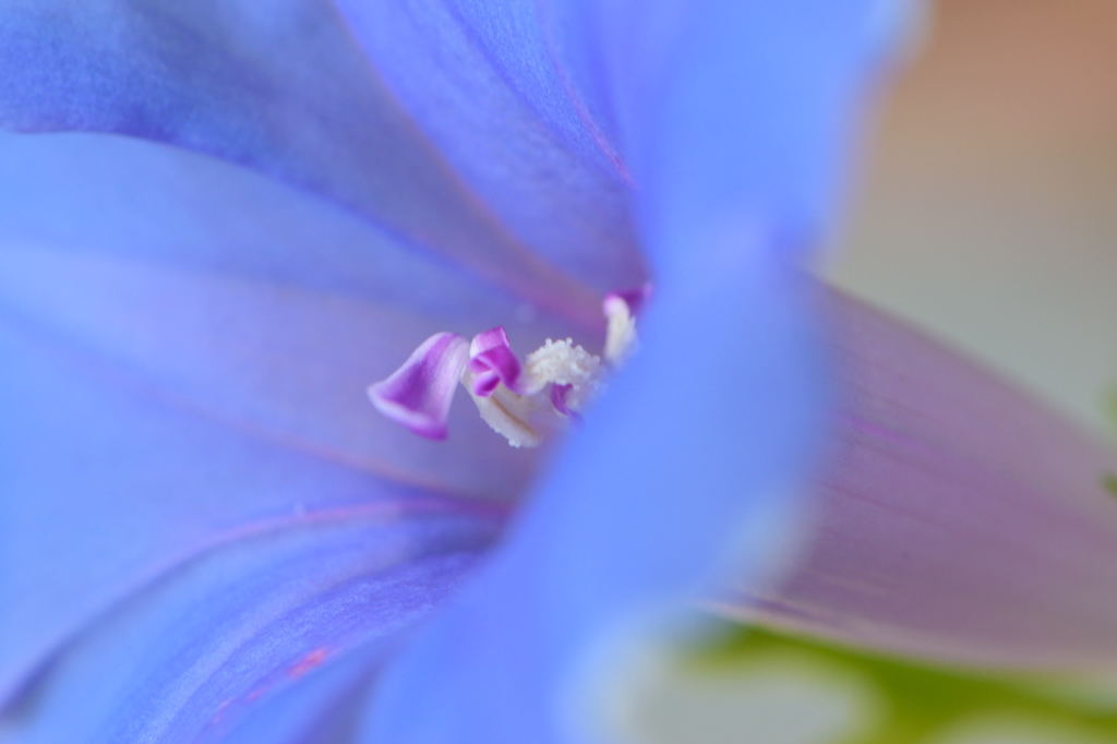 変化朝顔　水色桔梗咲八重　２