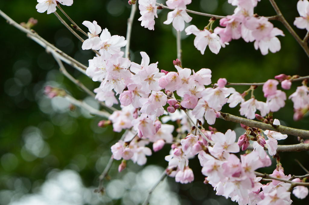 コヒガンザクラ