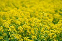 菜の花畑　２