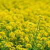 菜の花畑　２