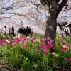さくら広場　３