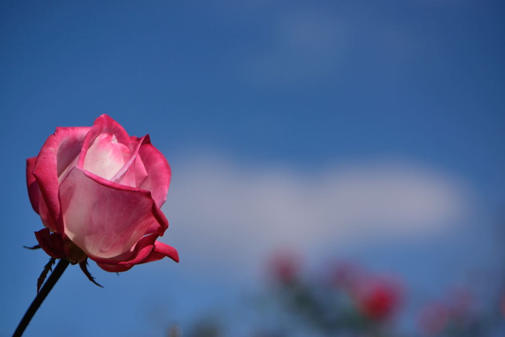 薔薇　ダブルデライト