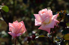 薔薇　バイオレット　カーソン