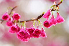 寒緋桜　３