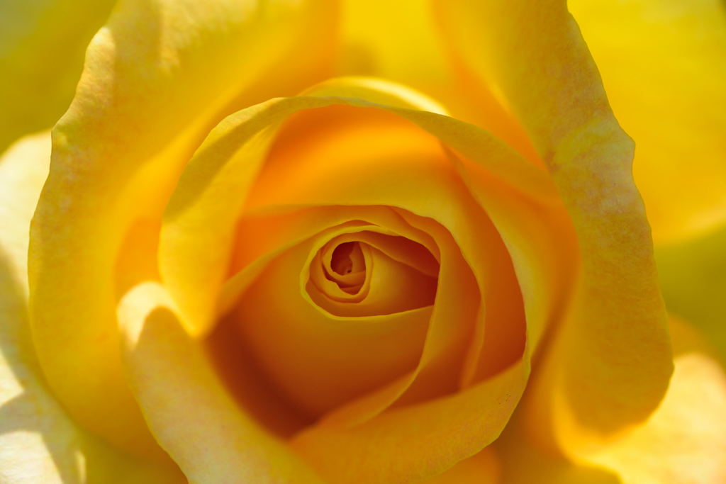 薔薇　カロリーヌ　ドゥ　モナコ