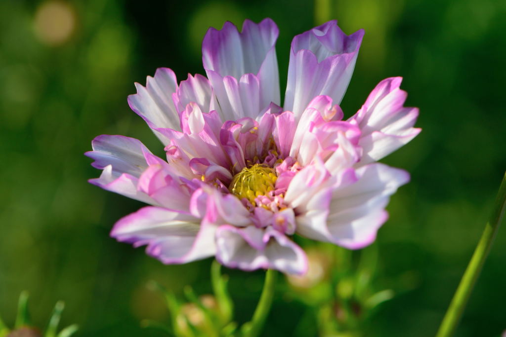 秋桜　ホワイトポップソックス
