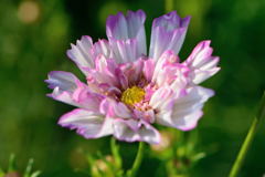 秋桜　ホワイトポップソックス