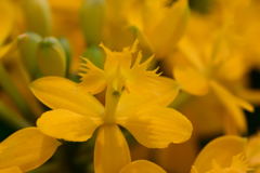 エピデンドラム　ビーナスドラム暁