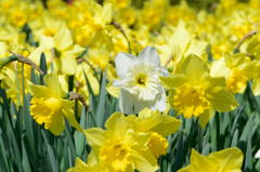 センターを張る