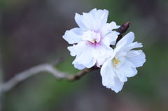 子福桜