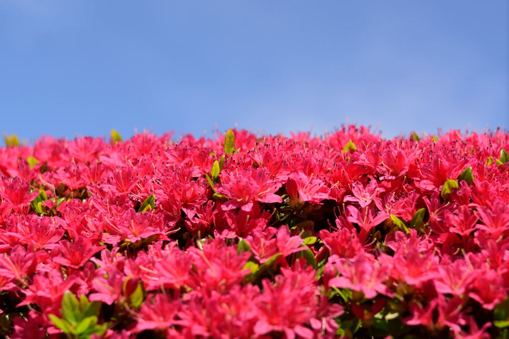 ツツジ　青空