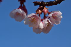 寒桜　３