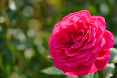 薔薇　スカーレット　ボニカ