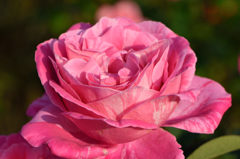 秋薔薇　キャンディ　ストライプ