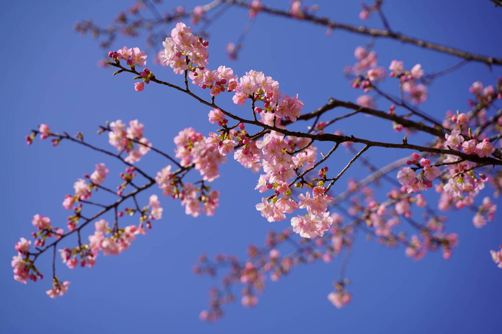 河津桜