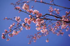 河津桜
