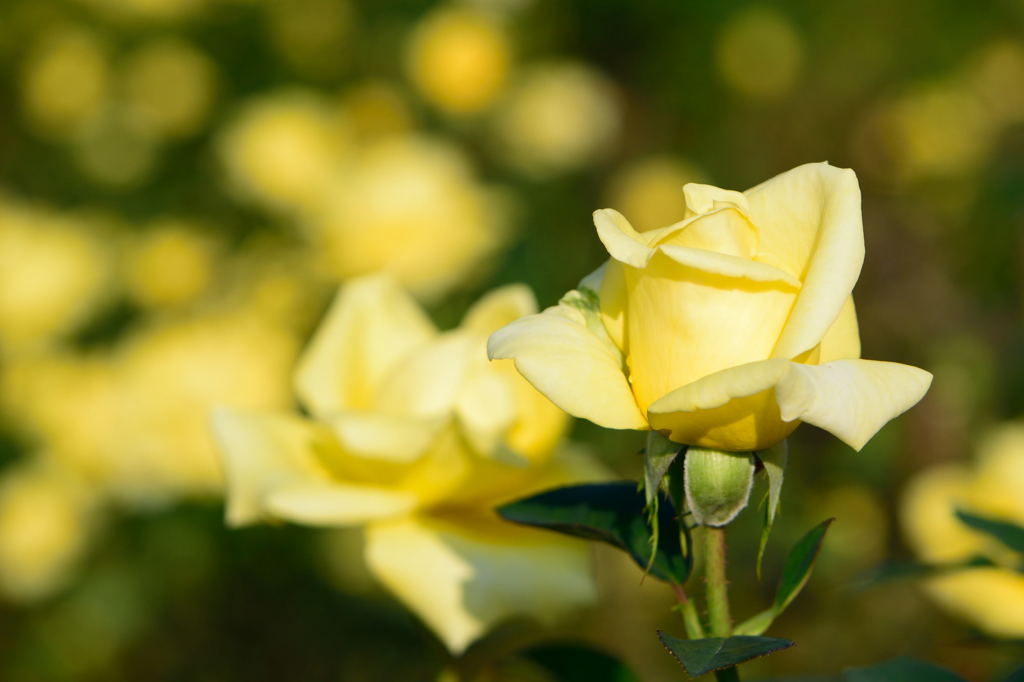 追悼　シュミット元西ドイツ首相