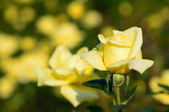 追悼　シュミット元西ドイツ首相