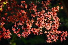 紅葉　黒