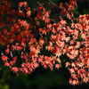 紅葉　黒