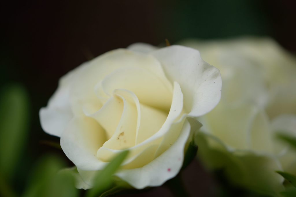 春薔薇の思い出23  緑光