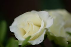 春薔薇の思い出23  緑光