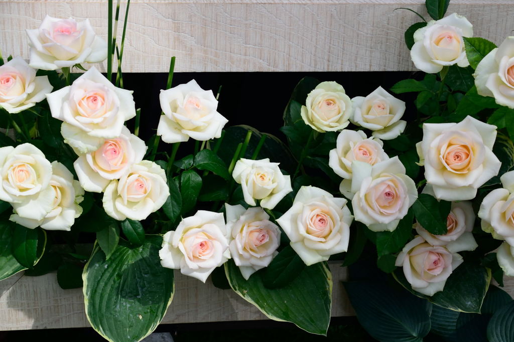 ファンケルの薔薇