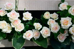 ファンケルの薔薇