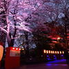 令和　桜
