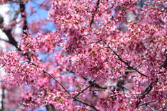 オカメ桜