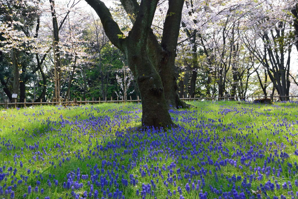 千葉公園　ムスカリ