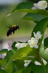 はこねうつぎとホバリングする蜂