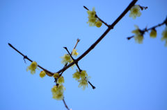 蝋梅と青空