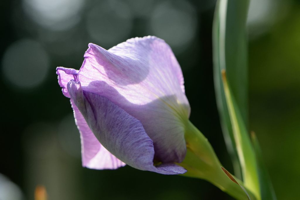 花菖蒲、開きかけかな？