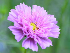 秋桜　ダブルクリック　バイカラーピンク