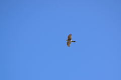 ハイチュウなのか？