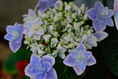 紫陽花　銀河　２
